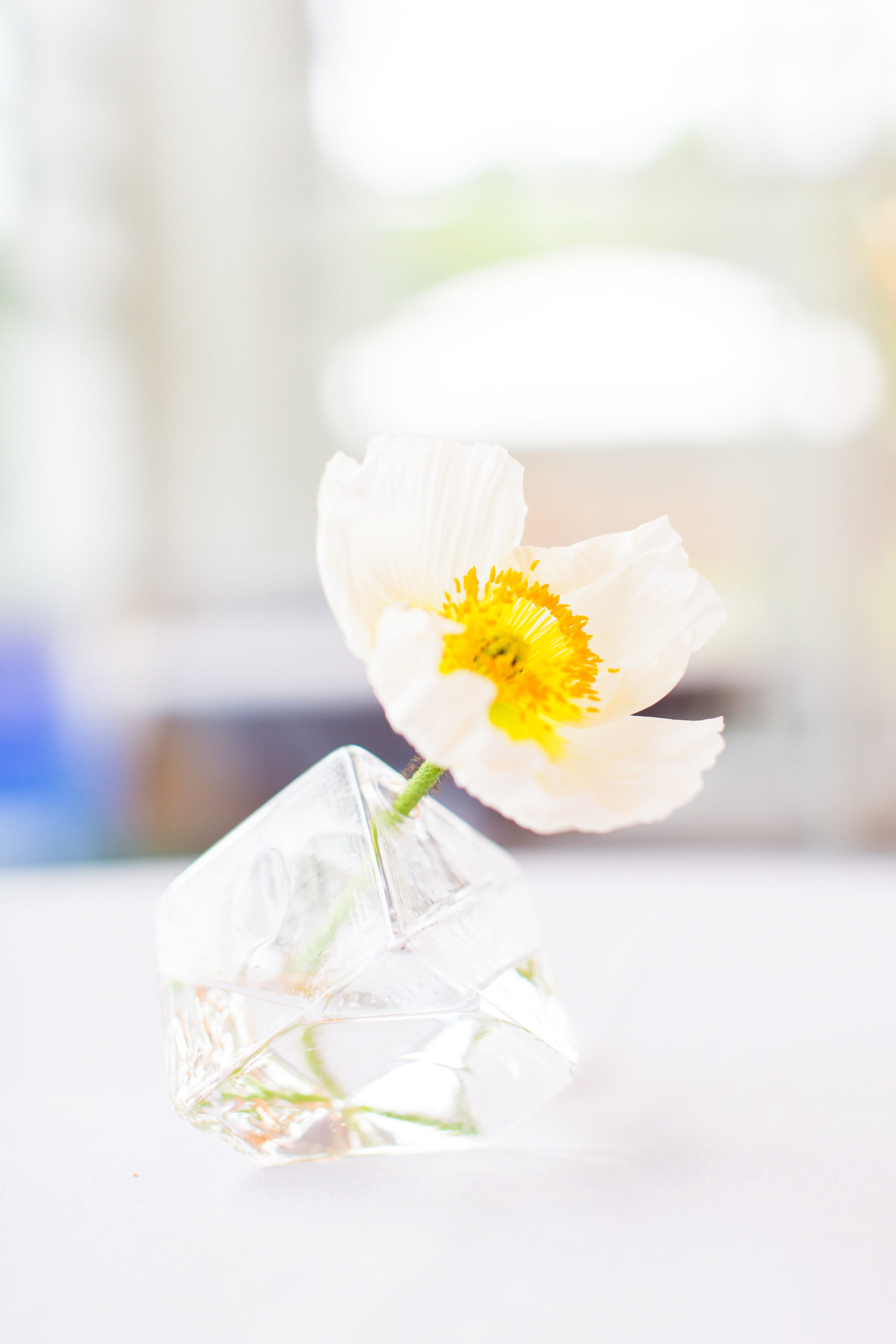 View More: https://taylorrose.pass.us/ethical-wedding-with-beta-fish-centerpieces View More: https://taylorrose.pass.us/ethical-wedding-with-beta-fish-centerpieces