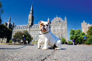 Meet Georgetown University’s New Bulldog Puppy
