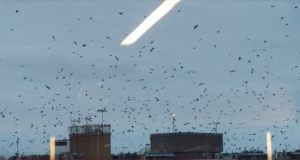 Rosslyn Is Invaded by Crows Every Night