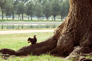 A Salute to DC’s Squirrels