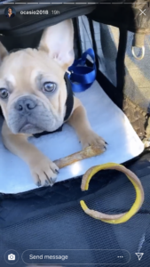 AOC Finally Named Her French Bulldog Puppy