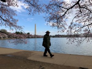 Forbidden Peak Bloom: Remembering the 2020 Cherry Blossoms