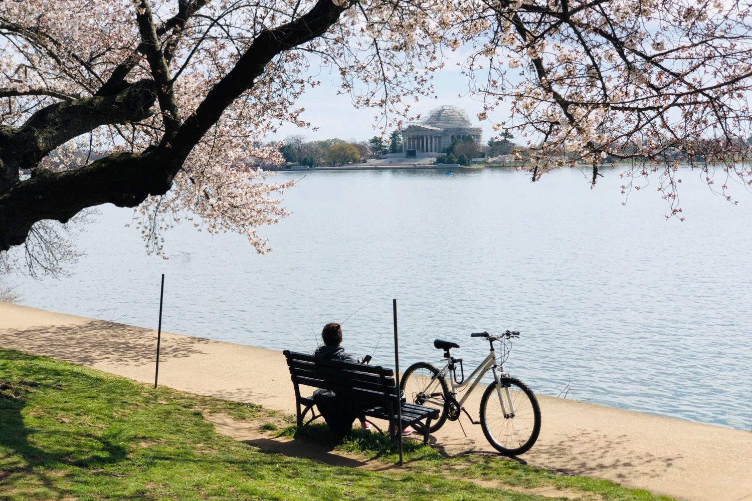 cherry blossoms peak bloom 2023