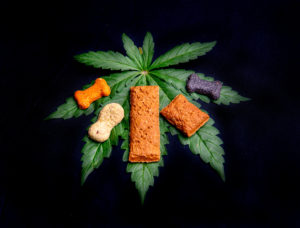 Dog Owners Are Using CBD to Help Their Pets’ Anxiety, Seizures, and Even Cancer