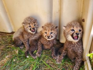 We Must Name the Cheetah Cubs