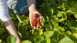 Pick-Your-Own Strawberry Patches Are Taking Reservations