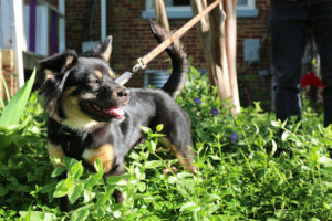 PHOTOS: Meet 35 of the Adorable Pets Adopted in the DC Area During Quarantine