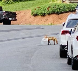 Fox Attacks the Washington Post—in the Best Way Possible