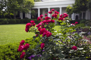 Melania Trump Tapped a Designer From the Hamptons to Oversee the Rose Garden Renovation