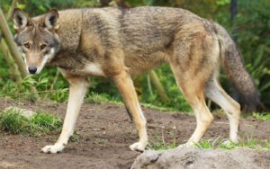 Red Wolves: What You Need to Know