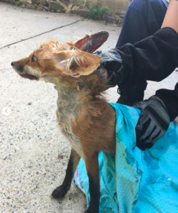 A Fox Got Its Head Stuck in a Gate. Thank God for Soap!
