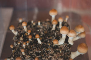 Magic Mushrooms Are Decriminalized in DC as of Today