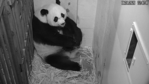 When Will You Be Able to See the National Zoo’s New Baby Panda?