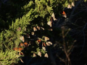 One of Nature’s Greatest Phenomena Is Happening Now: the Fall Migration of Monarch Butterflies