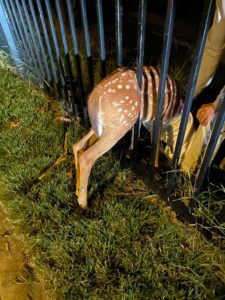 A Fawn Was Stuck in a Fence in Arlington. Two People Had to Pry the Bars Open to Rescue Her.