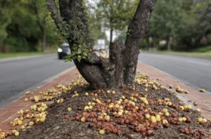 Forage Apples to Help Make Anxo’s “DC As Fuck” Cider