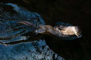 Three Animals You May Be Surprised to See in the Potomac
