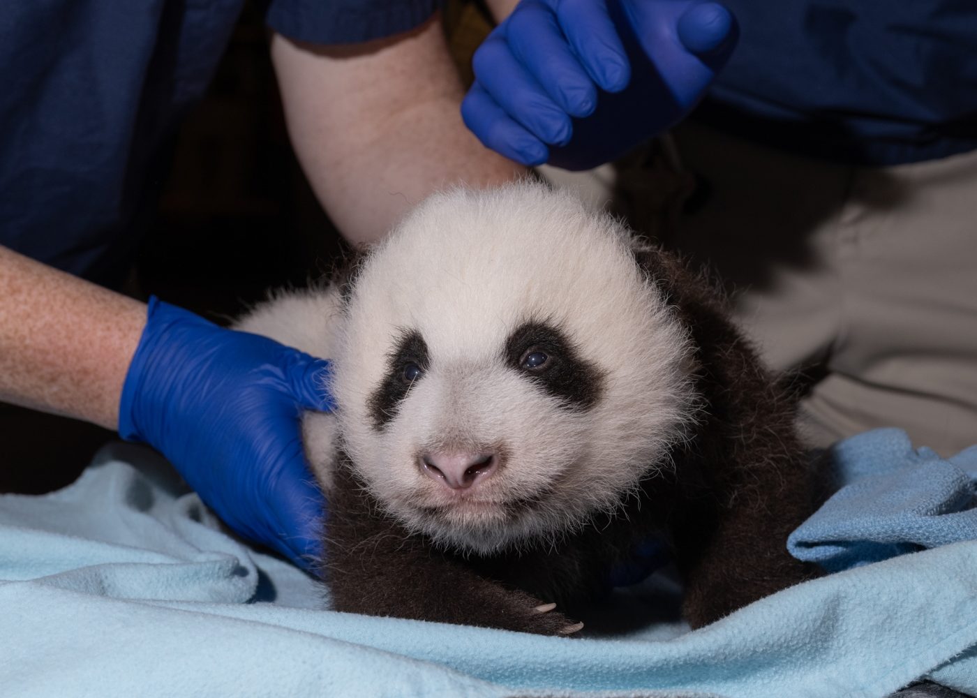 Photo courtesy of the National Zoo.