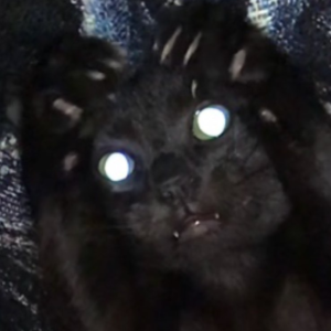 Will the Capitol See the Demon Cat This Year?