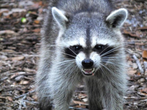 The “White House Raccoon” Strikes Again