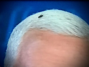 We Need to Talk About the Fly on Mike Pence’s Head