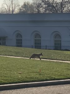 Silver Fox Spotted at White House