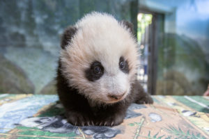 Rejoice! There Is Going to Be a Free Livestream of the Giant Panda Cub Today.