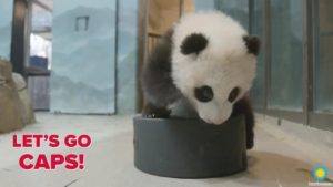 Watch the Baby Panda Play With a Giant Hockey Puck and Let It Heal Your Soul