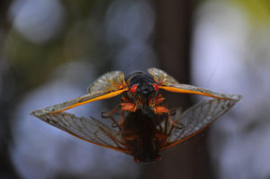 Looking to Escape the Cicada Invasion? Try One of These Nearby Towns.