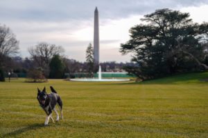 First Dogs Removed From White House After “Biting Incident”