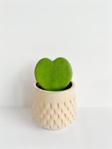 Local Florists Have All Kinds of Valentine’s Day Specials Going On