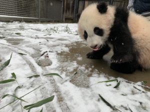 Watch the National Zoo’s Giant Pandas Tumble Around in the Snow