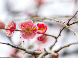Plum Blossoms Are DC’s Most Underrated Bloom—and You Can See Them Right Now