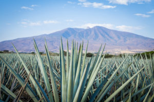 Virginians Bought a Lot More Tequila in the Second Half of 2020