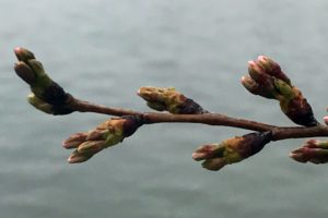 ??? We Are Halfway to Peak Bloom, People ???