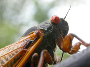 I Still Haven’t Seen a Brood X Cicada, and I’m Kind of Sad About It