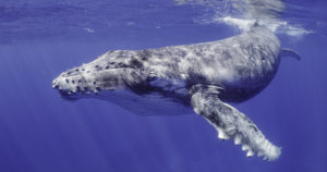 Secrets of “Secrets of the Whales”: Emotional Encounters, Expert Producers, and Really Huge Poop