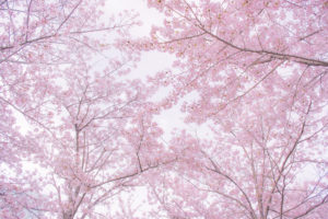 Bethesda’s Kenwood Neighborhood Will Restrict Access to Its Famed Cherry Blossoms