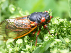 Cicada Invasion: It’s the Beginning of the END