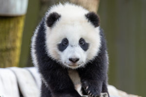 Attention: The Zoo’s Panda Cub Is Learning New Tricks and Is a Very, Very Good Boy