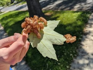 People Are Taking Really Gross Photos of Piles of Cicada Shells All Over the DC Area