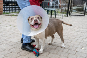 Humane Rescue Alliance Waives Adoption Fees for Large Dogs