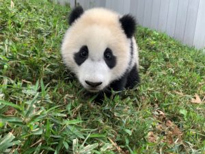 Want to Meet the Zoo’s New Baby Panda? You’ll Need a Special Pass