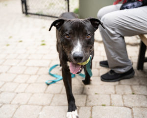 A DC Animal Shelter Is Waiving Adoption Fees Through This Weekend