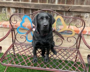 The Capitol Police Now Has Its Own Emotional Support Dog