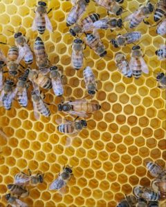 Now at National Harbor: Bees. Lots of Bees.