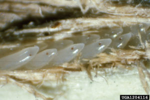 Just When You Thought You Were Safe . . . the Cicadas Are Back