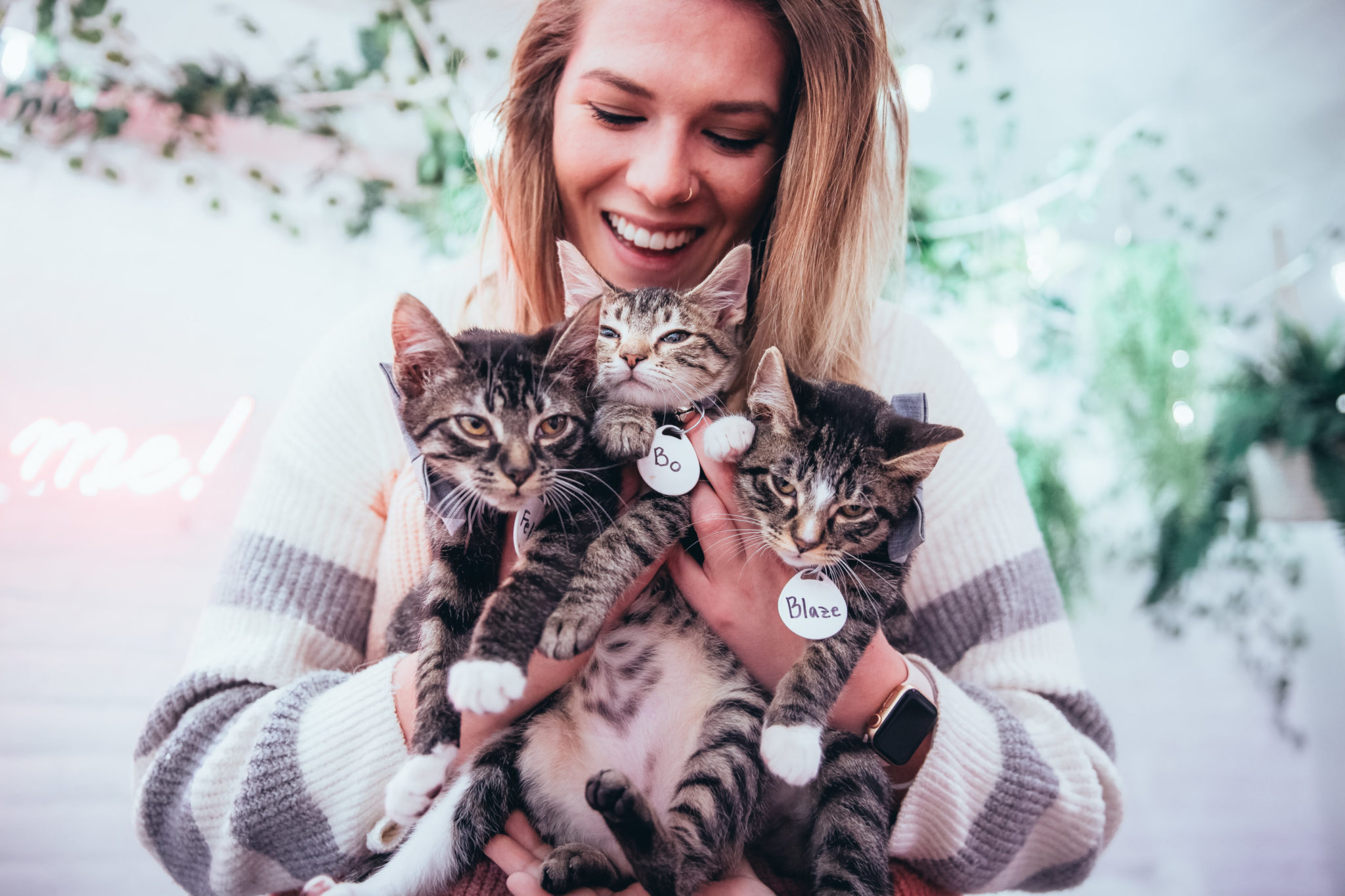 Bring your friends to hang out with cats at Crumbs & Whiskers in Georgetown. Photograph courtesy of Crumbs & Whiskers.