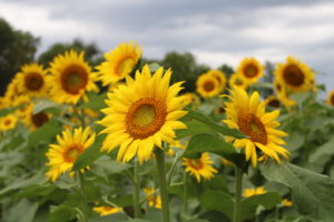 The Sunflowers Are Out. Here Are Places to See—and Pick—Them in Maryland and Virginia.