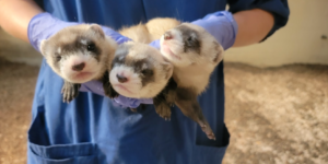 Name the National Zoo’s Adorable New Black-Footed Ferret Kits